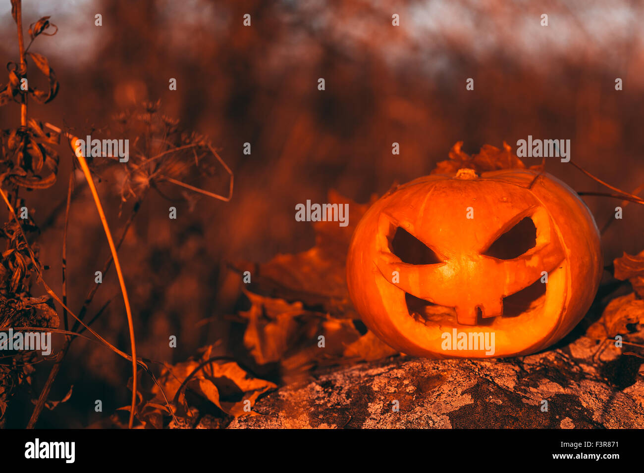 Halloween pumpkin photo in forest Stock Photo - Alamy