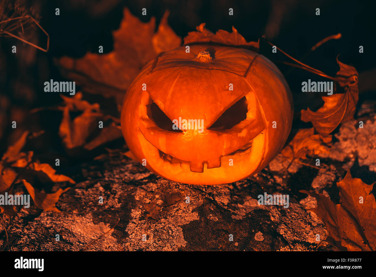 Halloween pumpkin photo in forest Stock Photo - Alamy