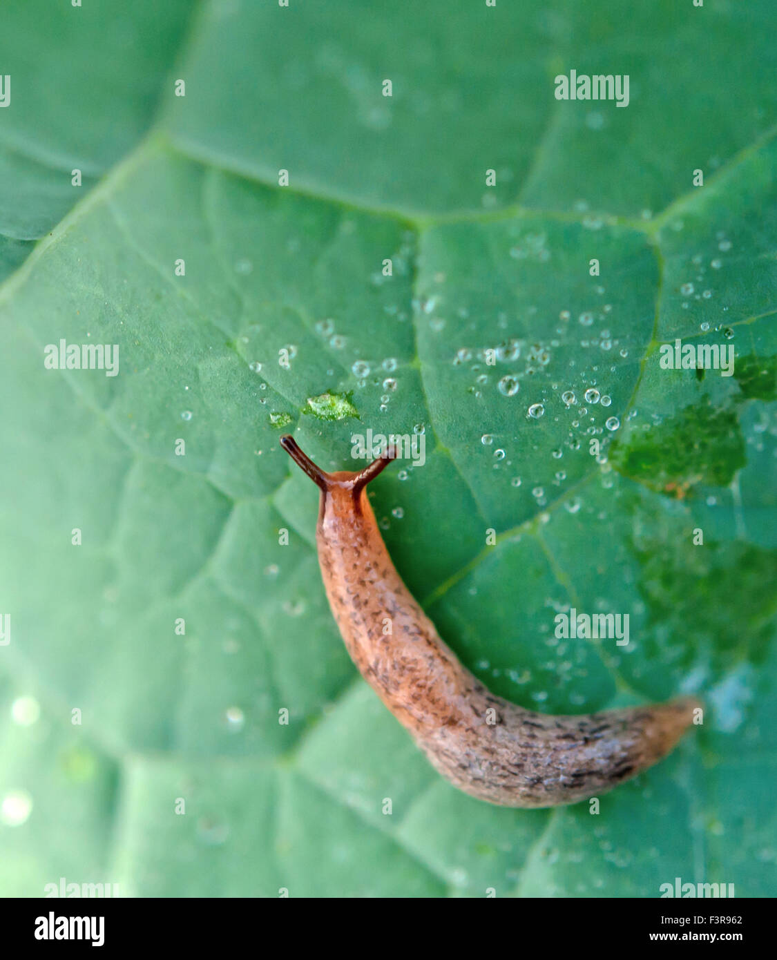 snail invasion in the garden Stock Photo