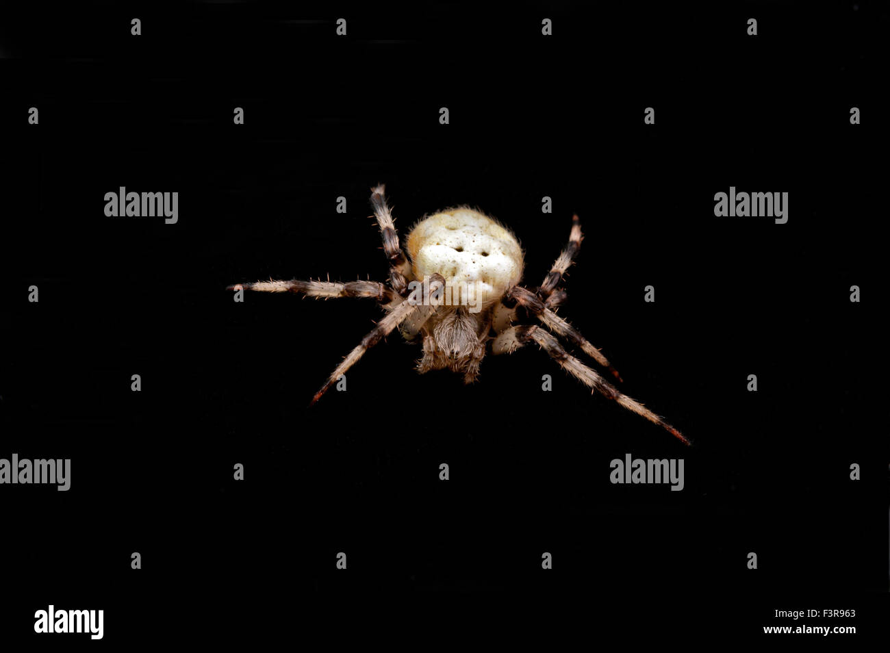 a spider isolated on black Stock Photo - Alamy