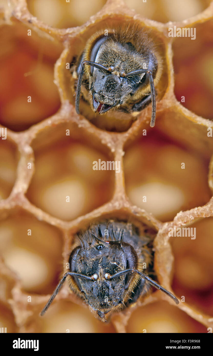Two bees honeycomb hi-res stock photography and images - Alamy