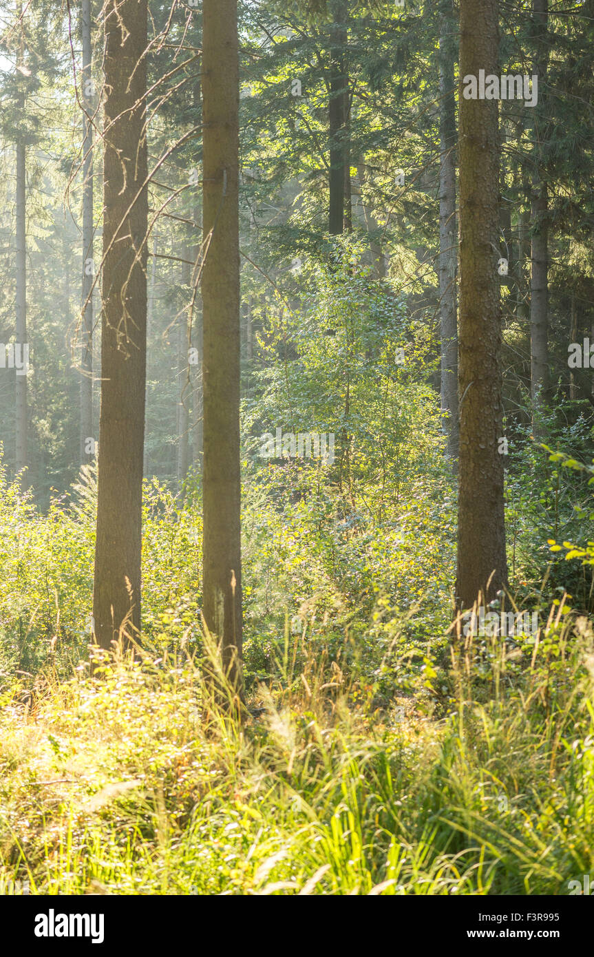 Beams of September sunlight in the foggy forest near Radunia Mount Lower Silesia Stock Photo