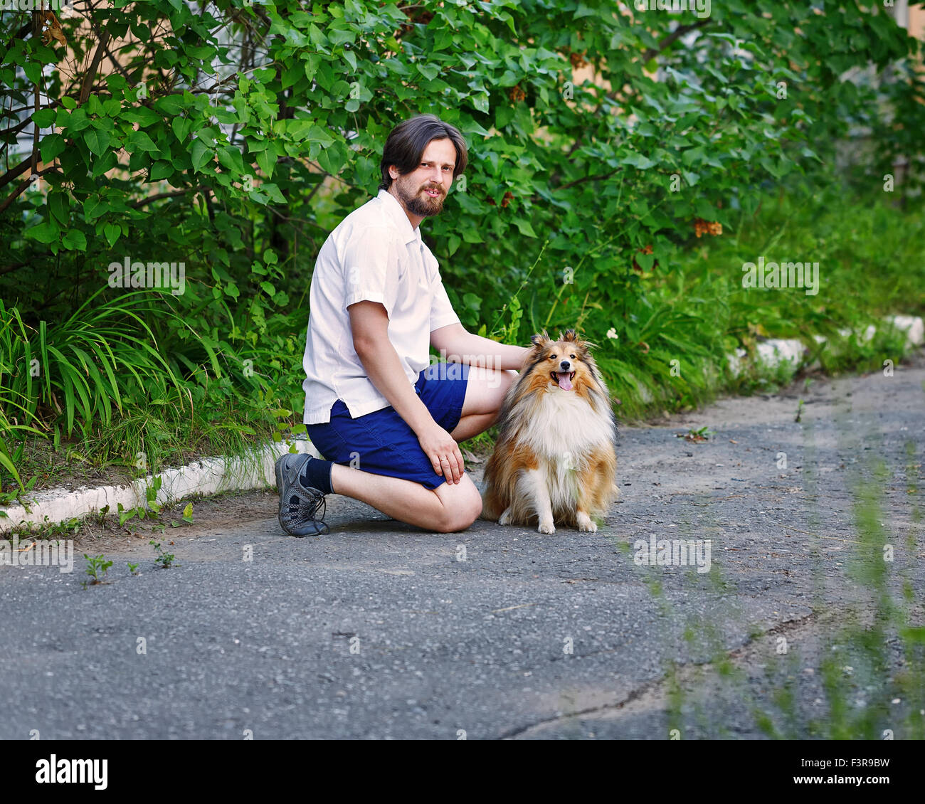 The man in the park with her pet Shetland Sheepdog dog breed. Sheltie ...