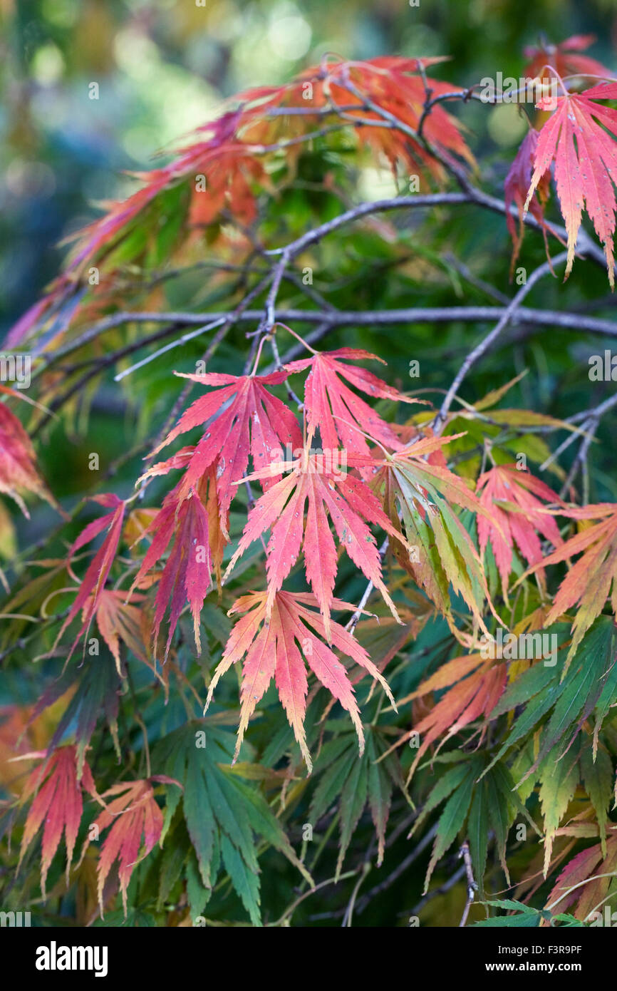 Acer palmatum 'Omure Yama' leaves in Autumn. Stock Photo