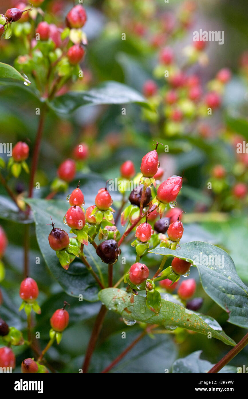 Hypericum. St. John's Wort berries in summer. Stock Photo