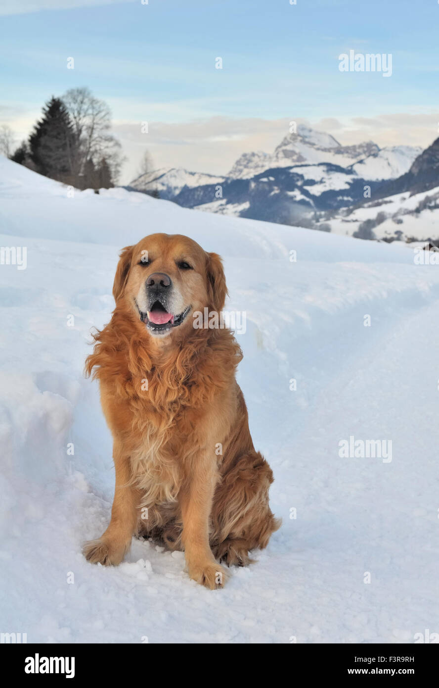 golden retriever sitting in the snow Stock Photo - Alamy