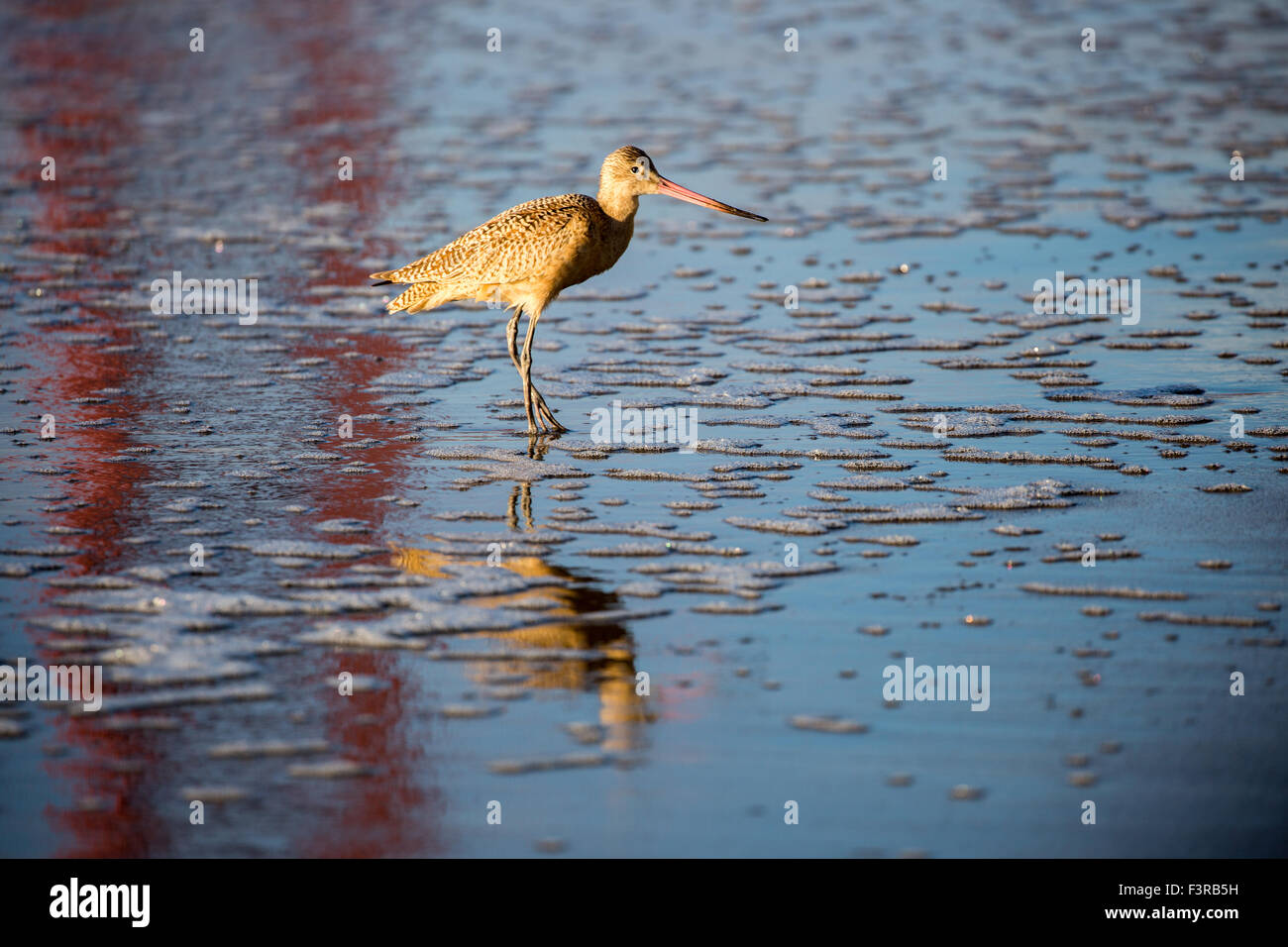 Long-billed Dowitcher (Limnodromus scolopaceus) reflected by famous Golden-Gate Bridge. Stock Photo