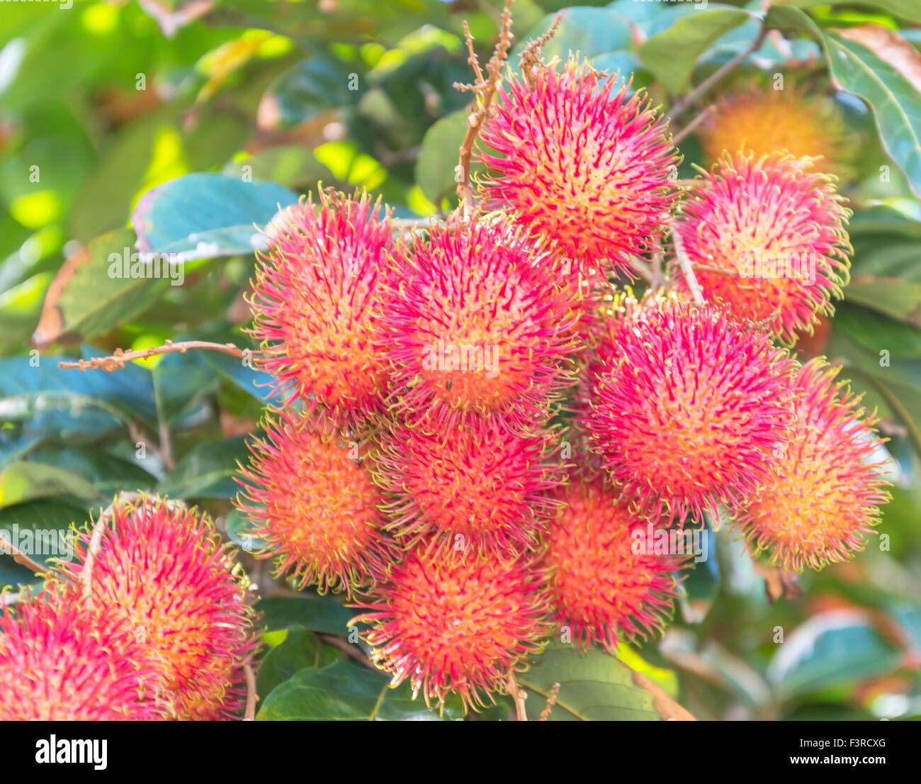 Tropical fruit, Rambutan on tree Stock Photo Alamy