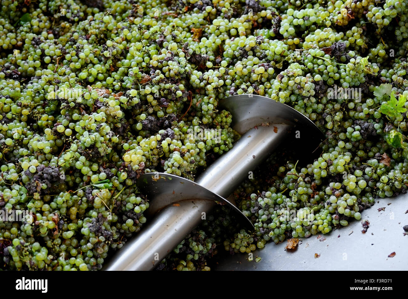 Different types of grapes are crushed by industrial grape crusher