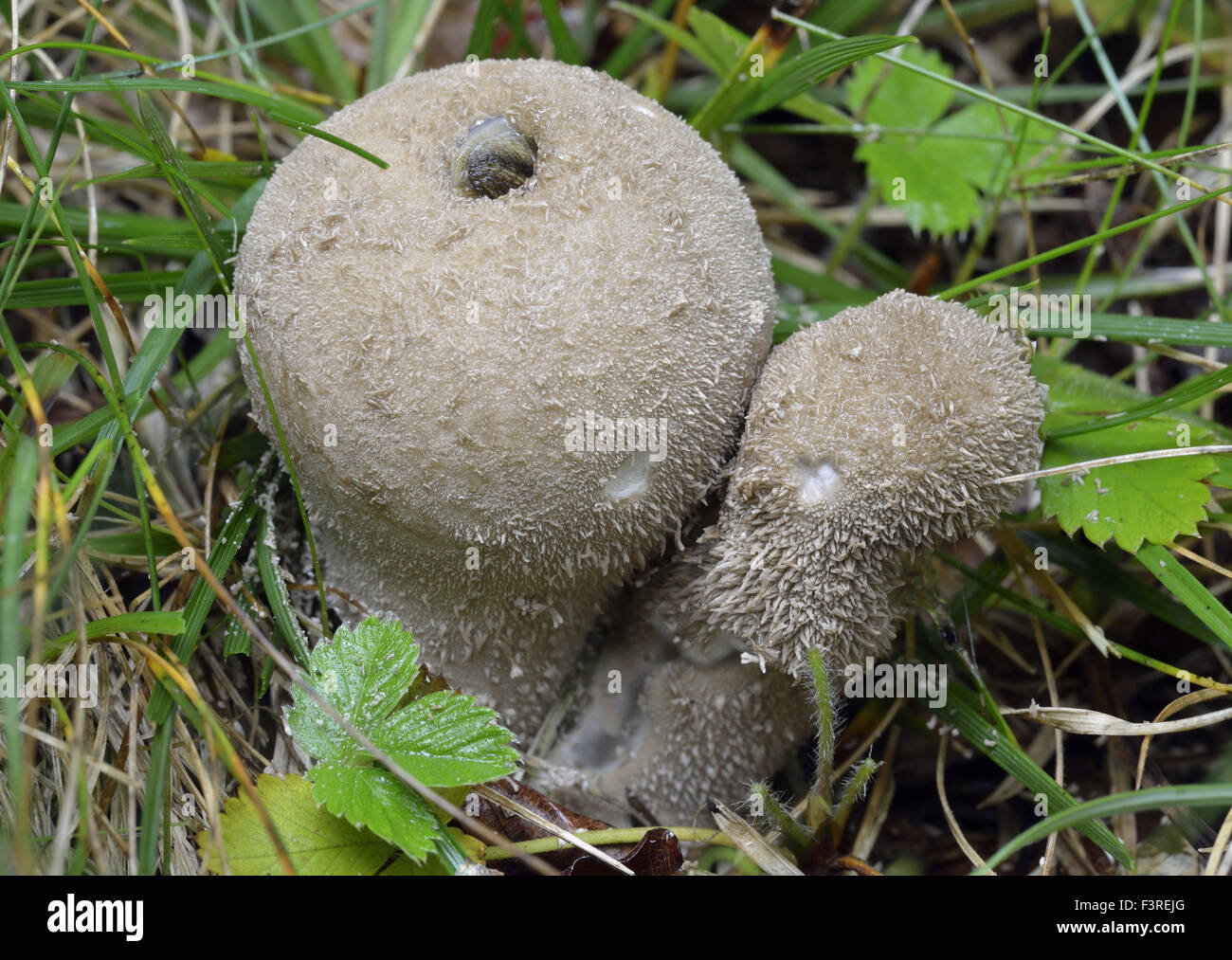 Spiny Puffball Fungus - Lycoperdon echinatum Worn specimen with slug Stock Photo
