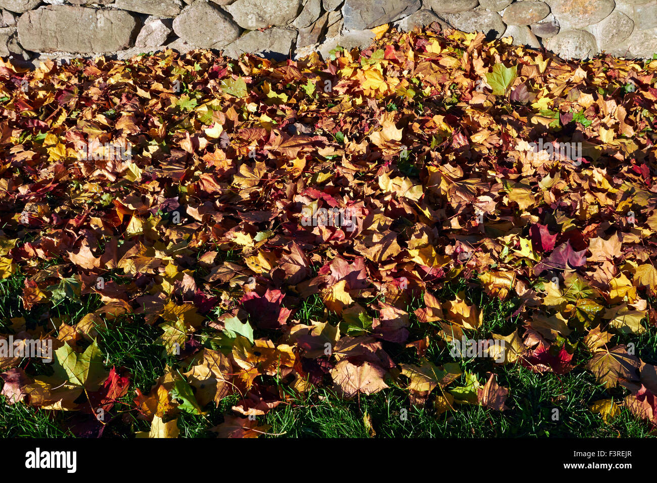 maple leaves on ground Stock Photo
