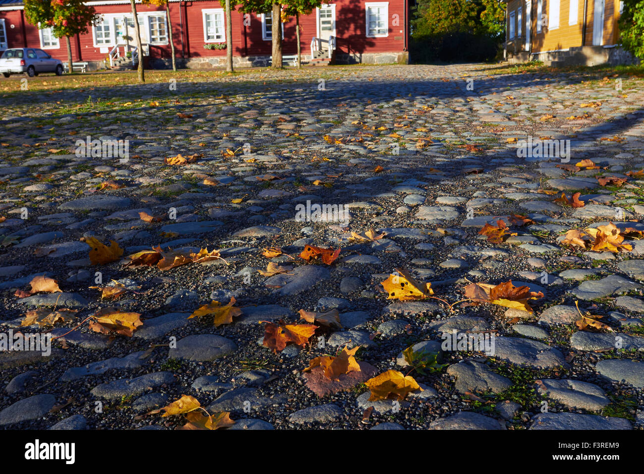 maple leaves on ground Stock Photo