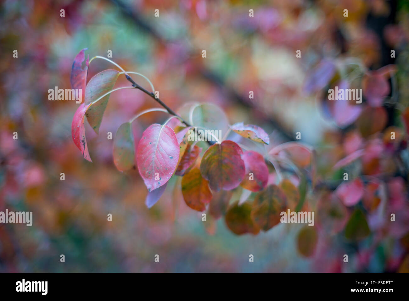 Colorful autumn fall leaves Stock Photo