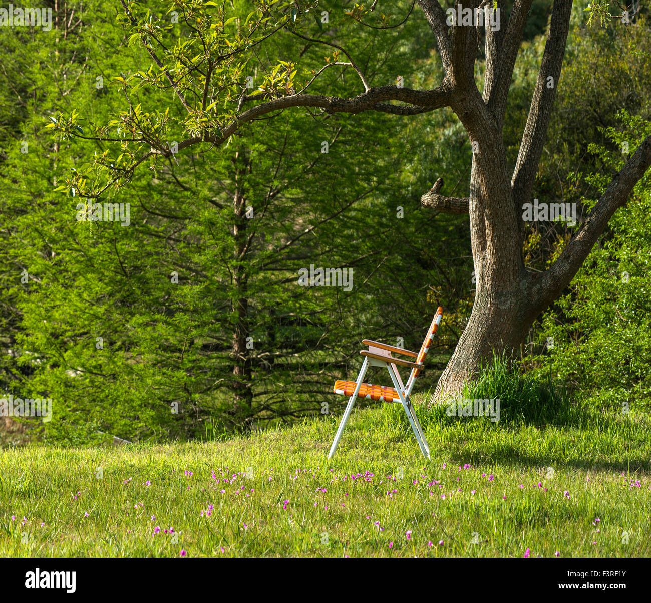 Folding chair standing under the spring ceiba tree on a hill, Maldonado, Uruguay Stock Photo