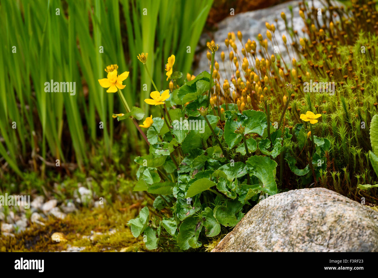 Marsh-marigold, Caltha palustris, wildflower, Dumfries & Galloway, Scotland Stock Photo