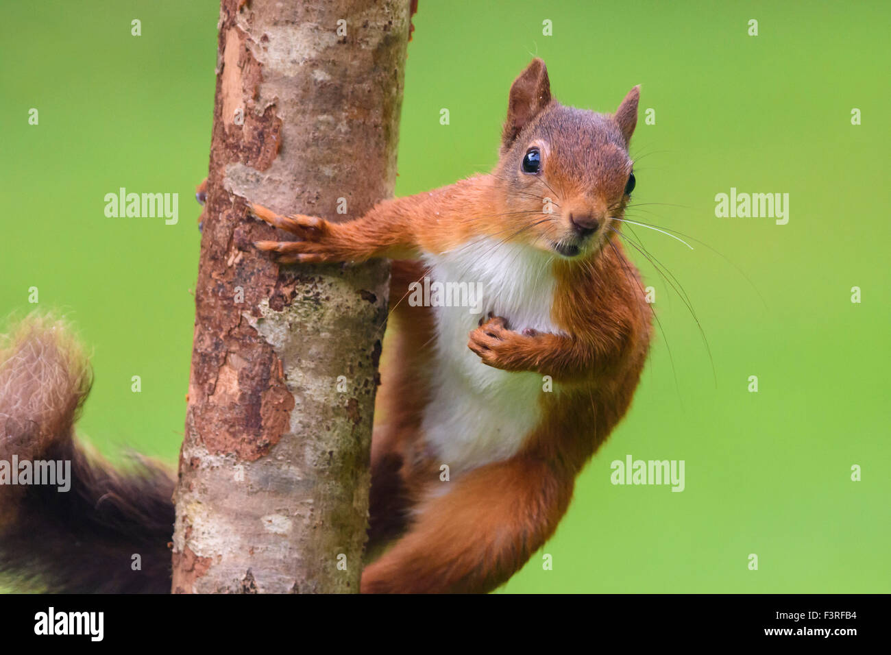 Red squirrel, Sciurus vulgaris Stock Photo