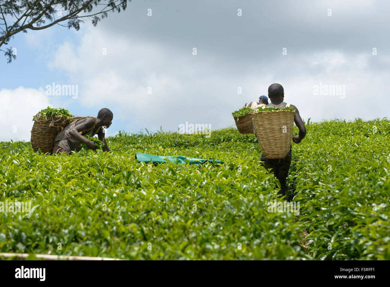 Tea collectors in Uganda, Africa Stock Photo Alamy