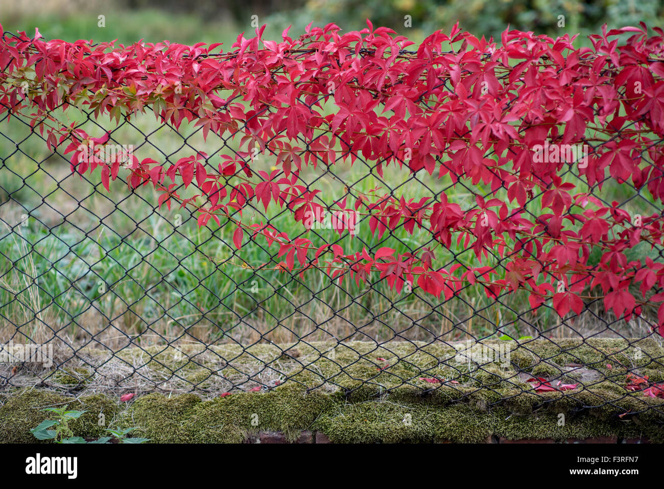 Old mesh fence overgrown with red autumn creeper Stock Photo