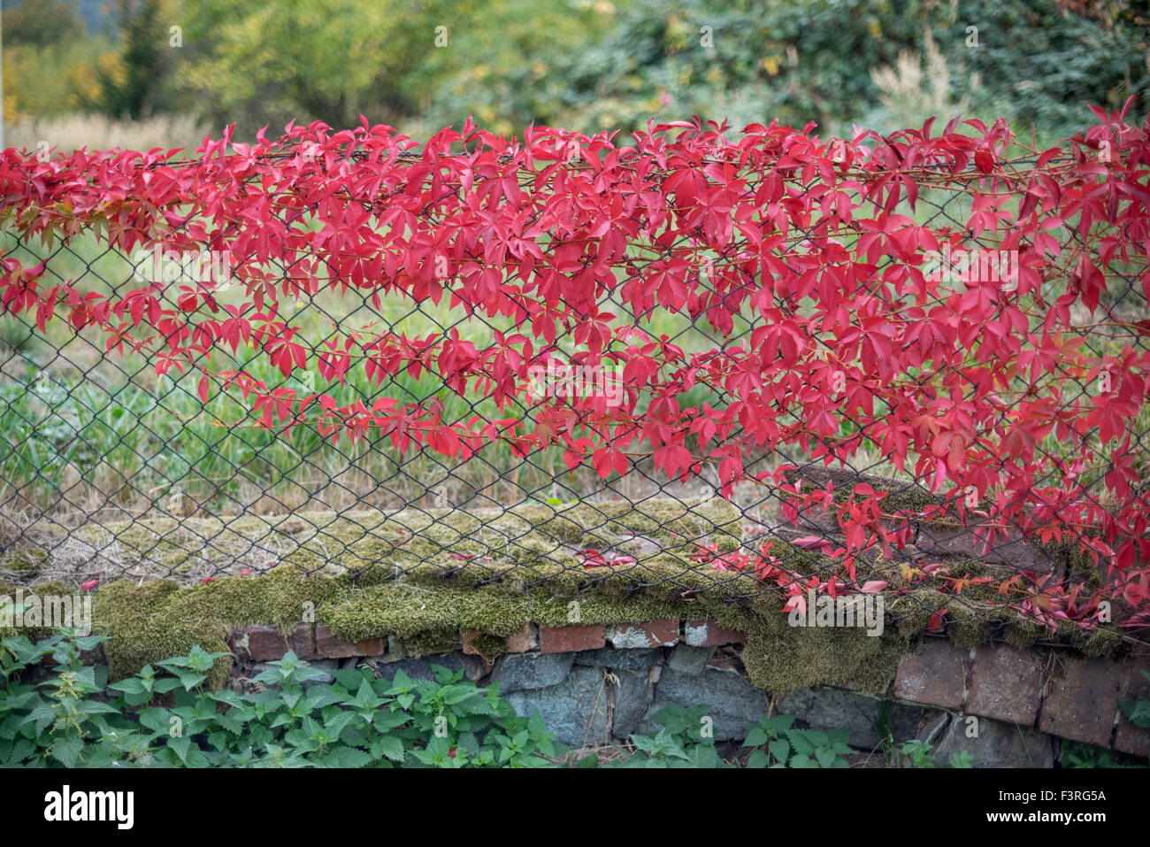 Old mesh fence overgrown with red autumn creeper Stock Photo