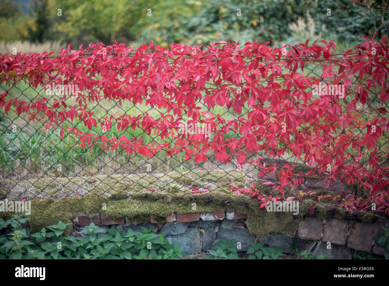 Fence covered with red autumn virginia creeper Parthenocissus quinquefolia Stock Photo