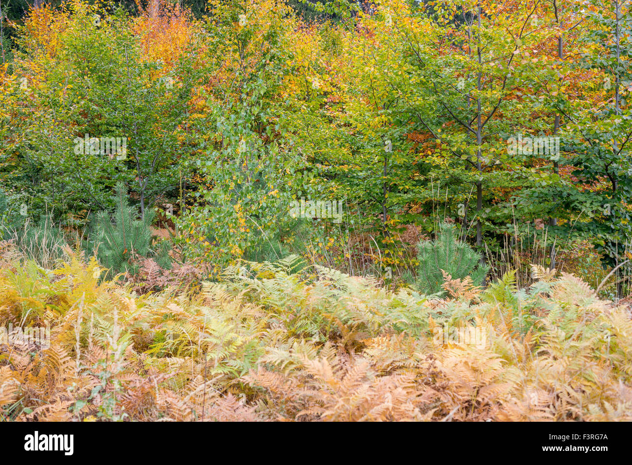 Beech trees turning yellow and brown in autumn near Radunia Mount Lower Silesia Stock Photo