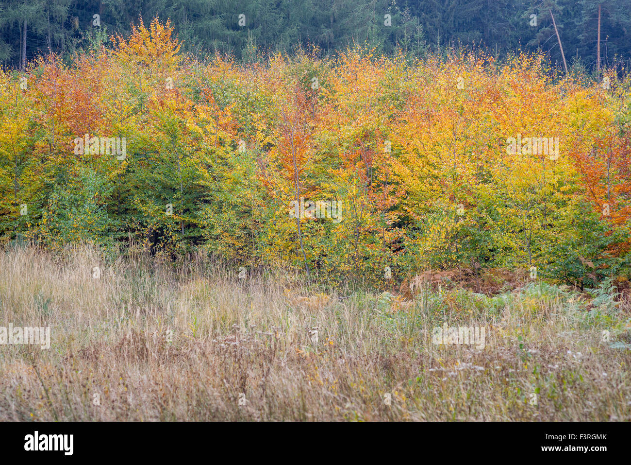 Beech trees turning yellow and brown in autumn near Radunia Mount Lower Silesia Stock Photo