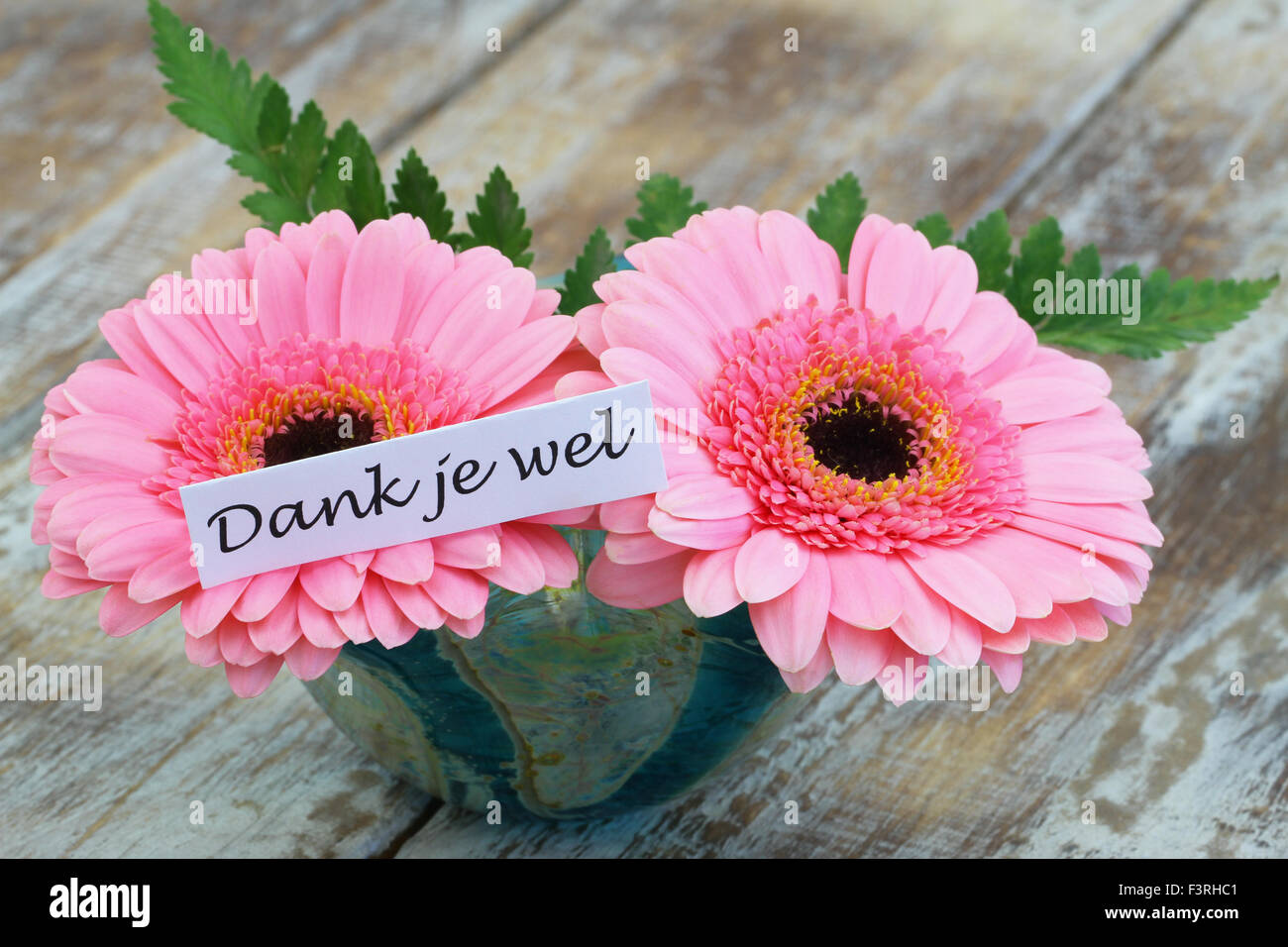 Dank je wel (which means thank you in Dutch) with pink gerbera daisies Stock Photo Alamy