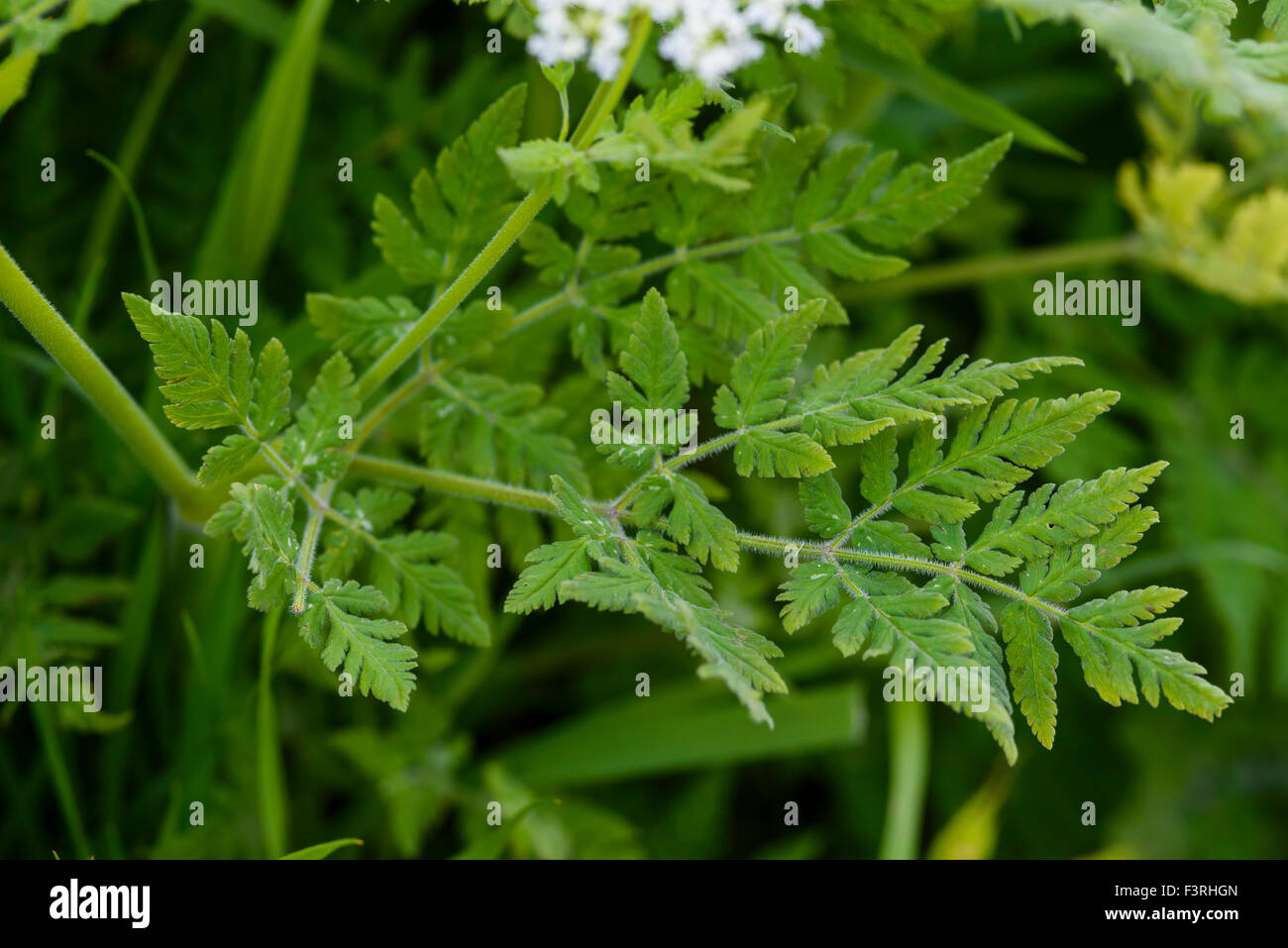 Sweet Cicely, Myrrhis odorata, wildflower, Dumfries & Galloway, Scotland Stock Photo