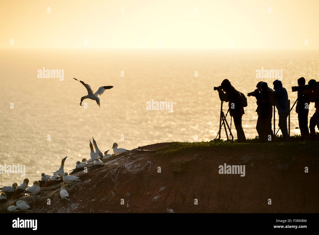 Photographers taking pictures of Northern Gannet at sunset, Helgoland, Schleswig-Holstein, Germany Stock Photo