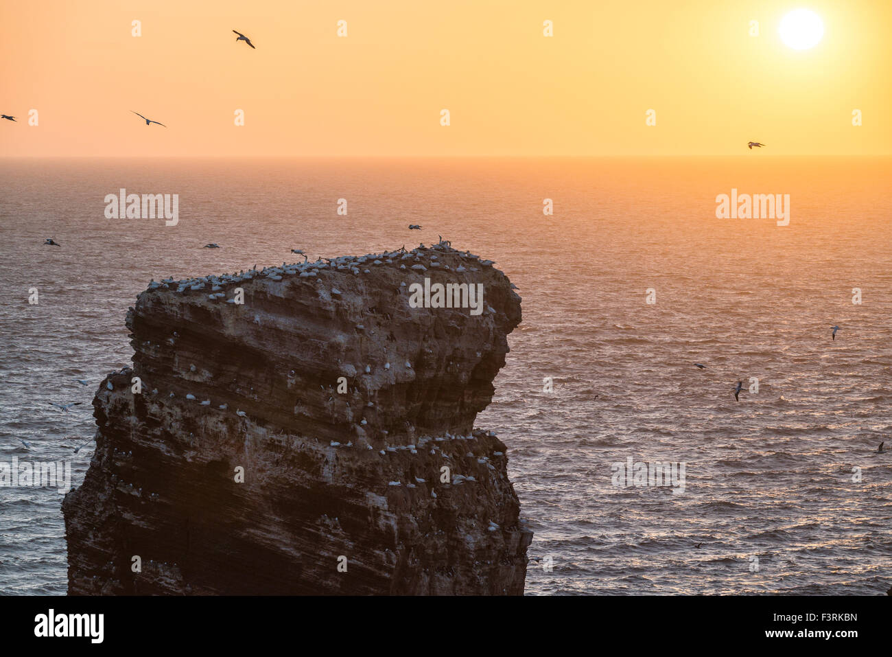 Rock Formation 'Lange Anna' at sunset, Helgoland, Schleswig-Holstein, Germany Stock Photo