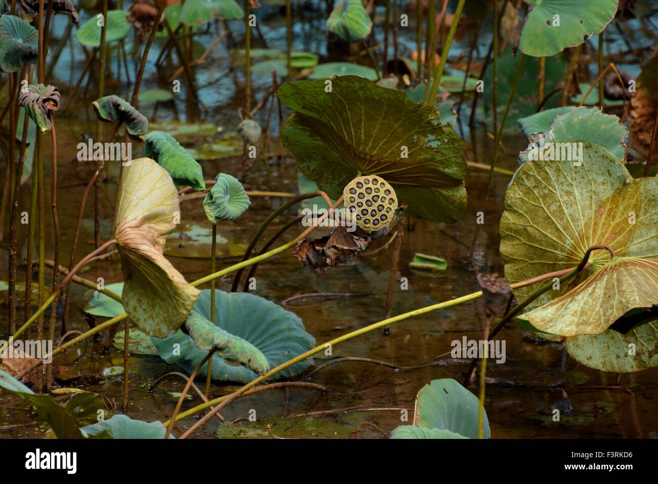 Lotus seeds Stock Photo Alamy