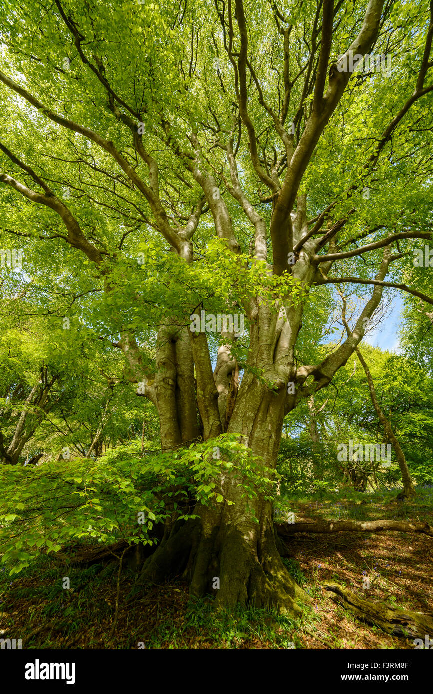 Beech tree, Fagus sylvatica, Carstramon Wood, Dumfries & Galloway, Scotland Stock Photo