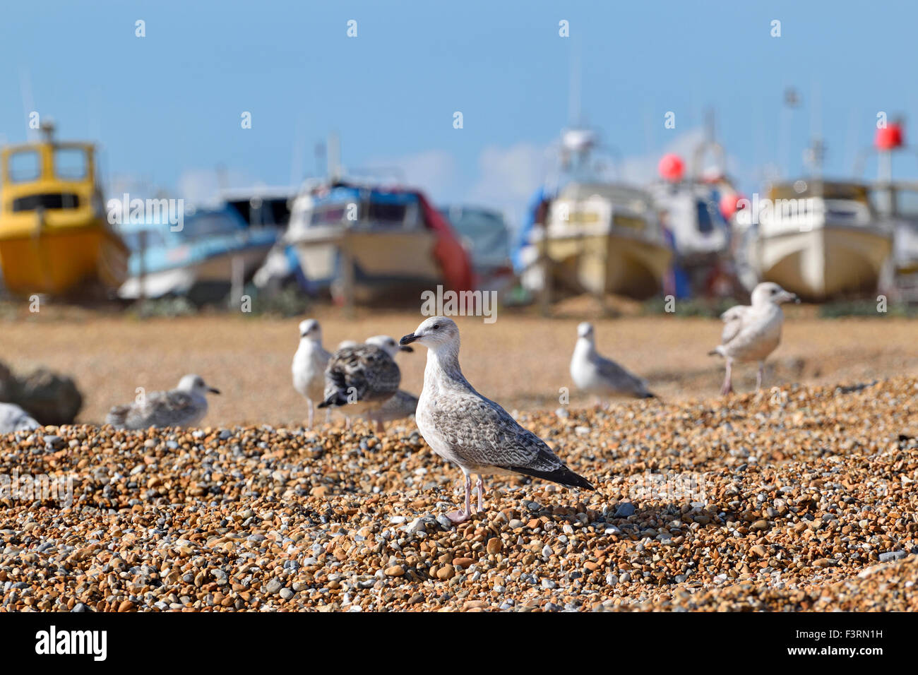 Hastings, East Sussex, England, UK. Seagulls on the beach - fishing ...