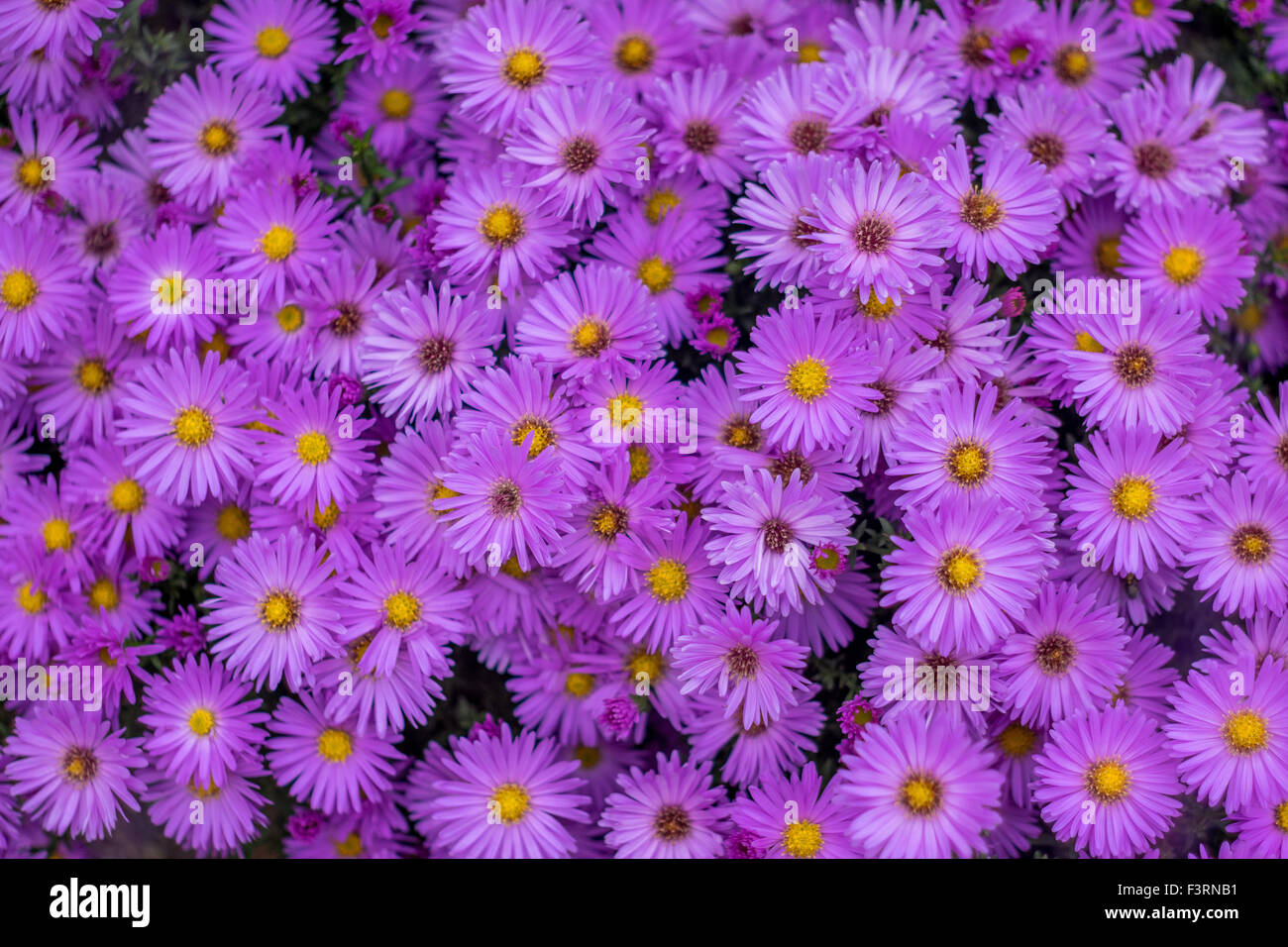 Lots of purple autumn aster flowers in full bloom Stock Photo