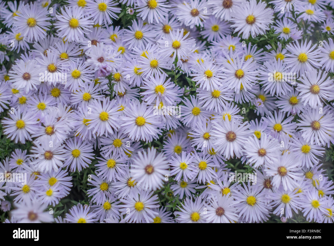 Lots of pale purple autumn aster flowers in full bloom Stock Photo