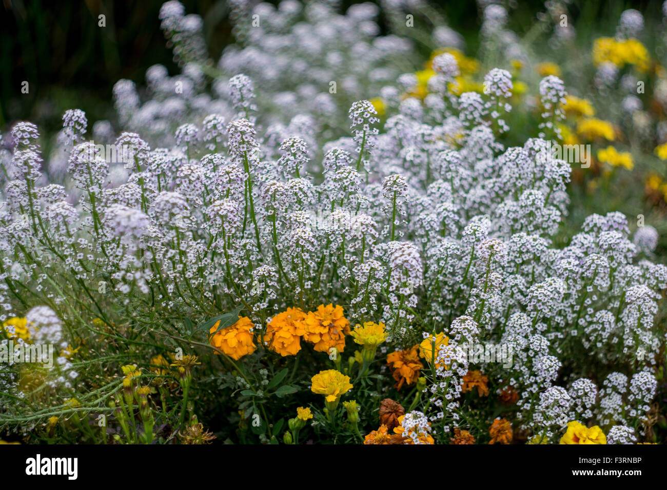 Sweet alyssum flowers in full bloom Lobularia maritima Stock Photo - Alamy