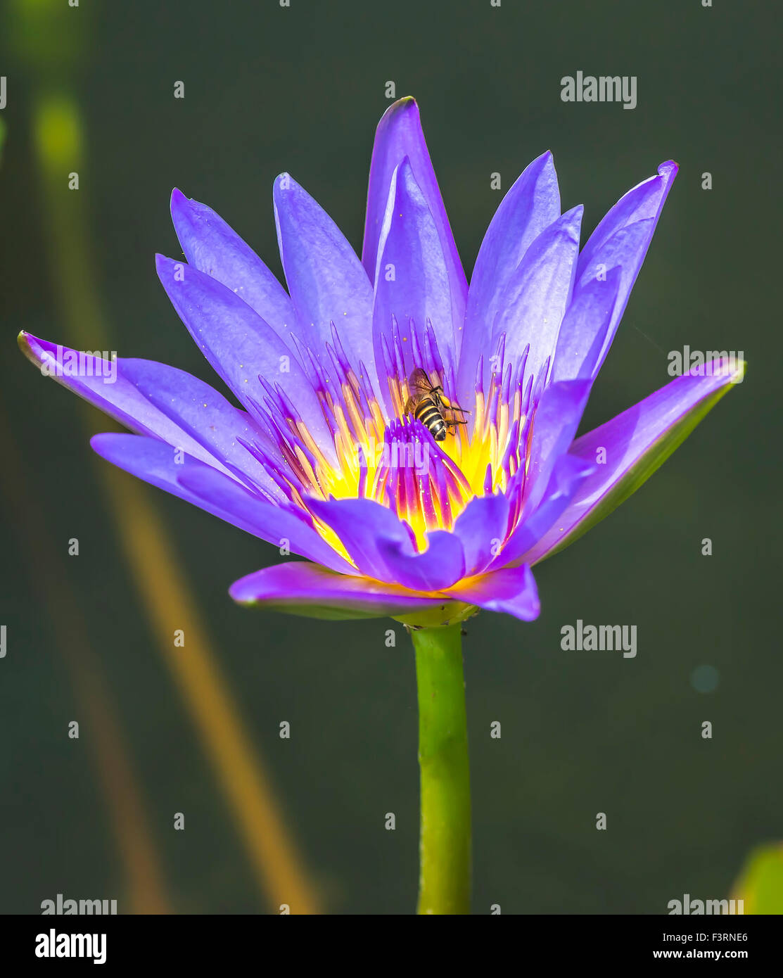 Water lily flower and bee macro with selective focused Stock Photo - Alamy