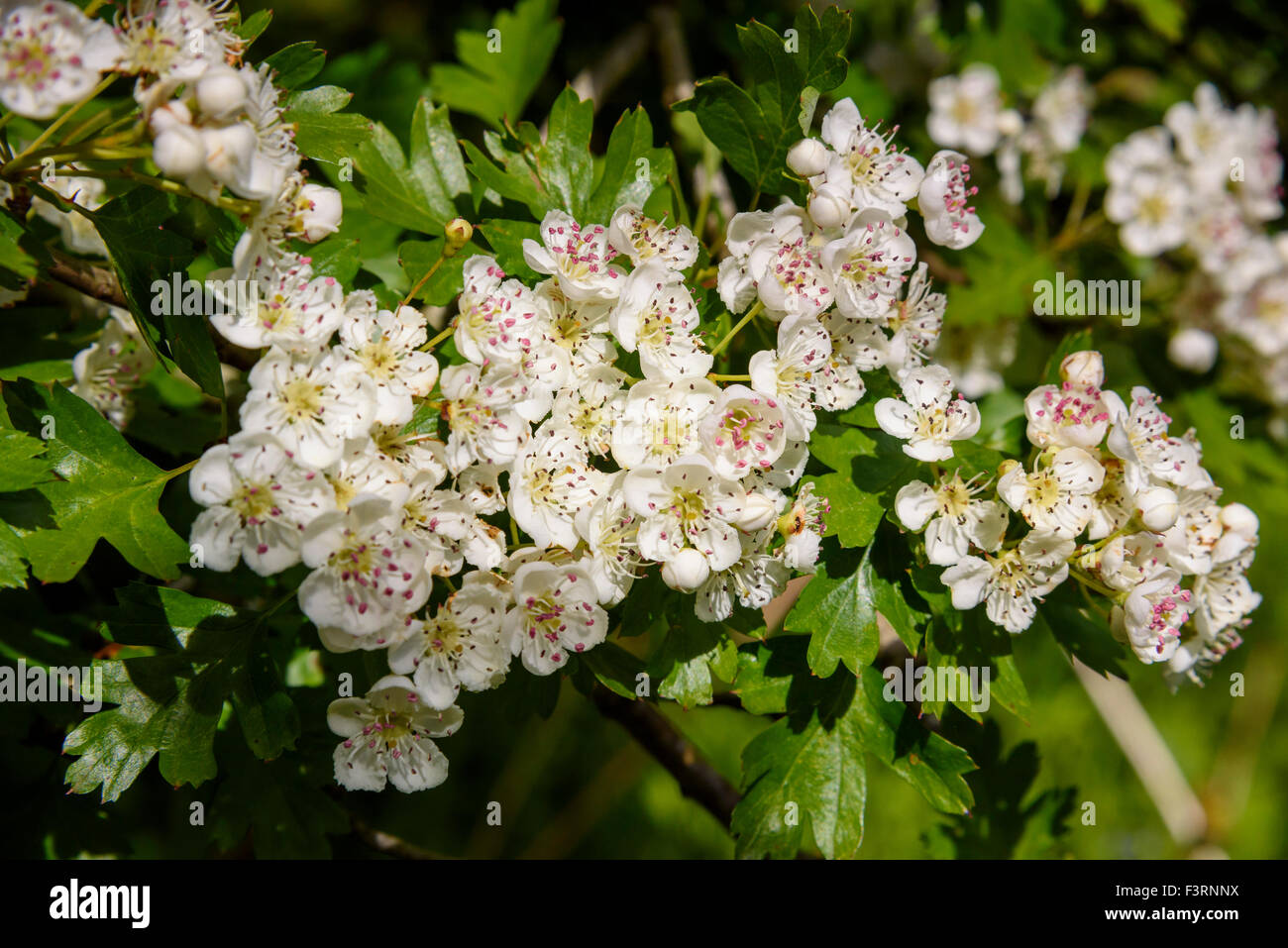Hawtorn tree blossom, Crataegus monogyna, Dumfries & Galloway, Scotland Stock Photo