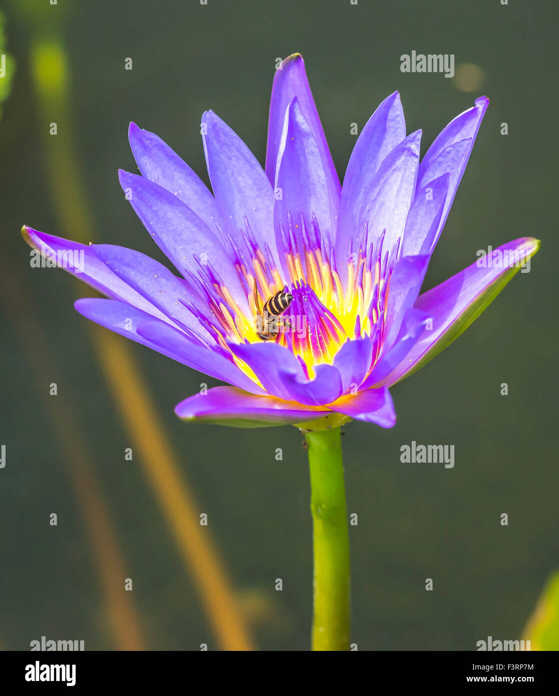 Water lily flower and bee macro with selective focused Stock Photo - Alamy