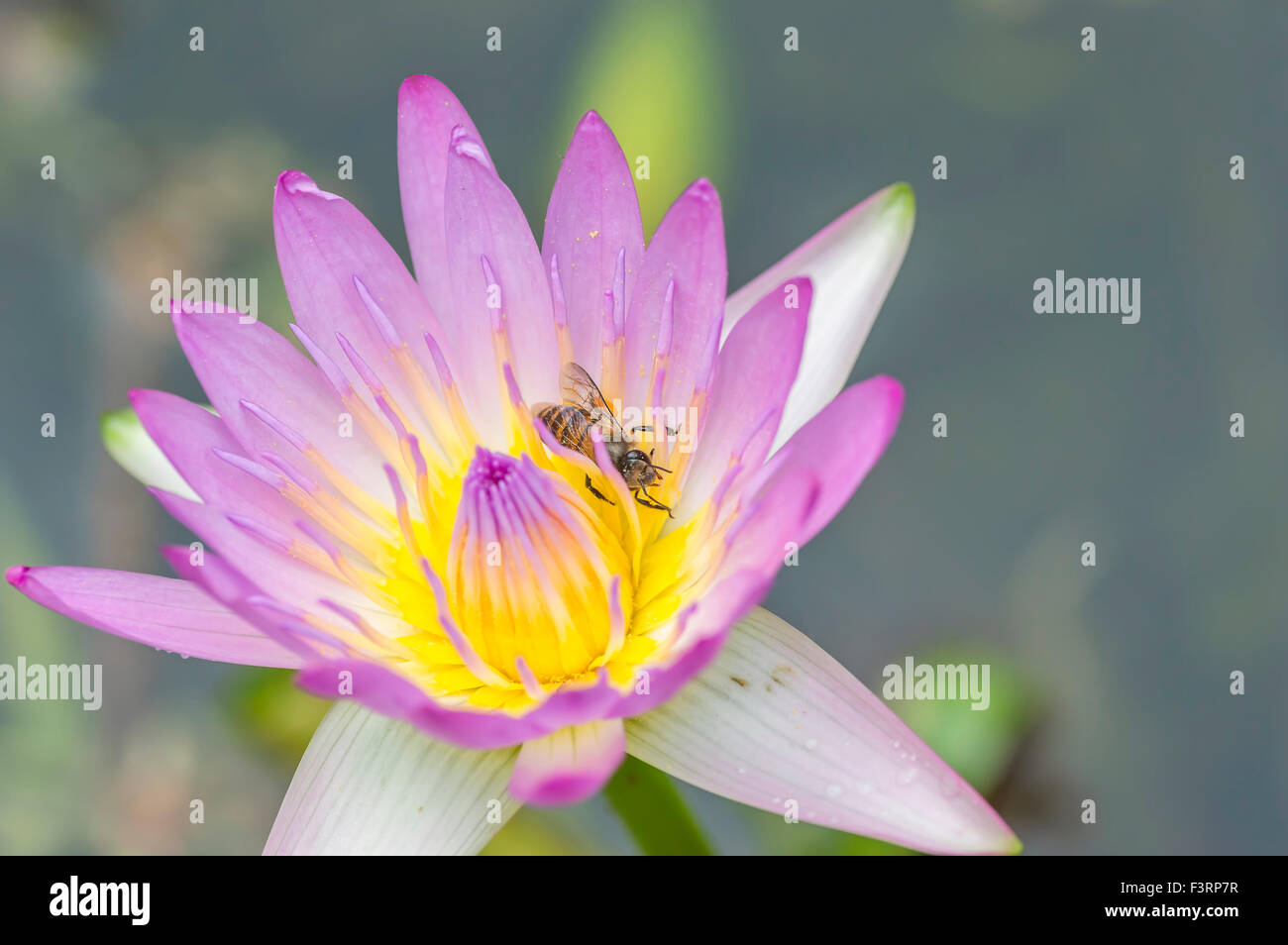 Water lily flower and bee macro with selective focused Stock Photo - Alamy