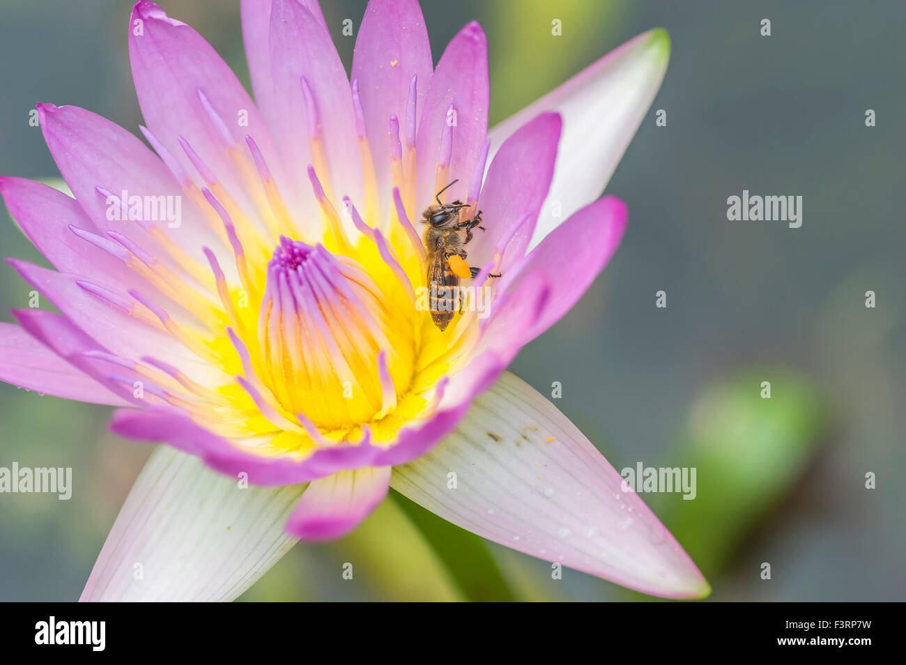 Water lily flower and bee macro with selective focused Stock Photo - Alamy