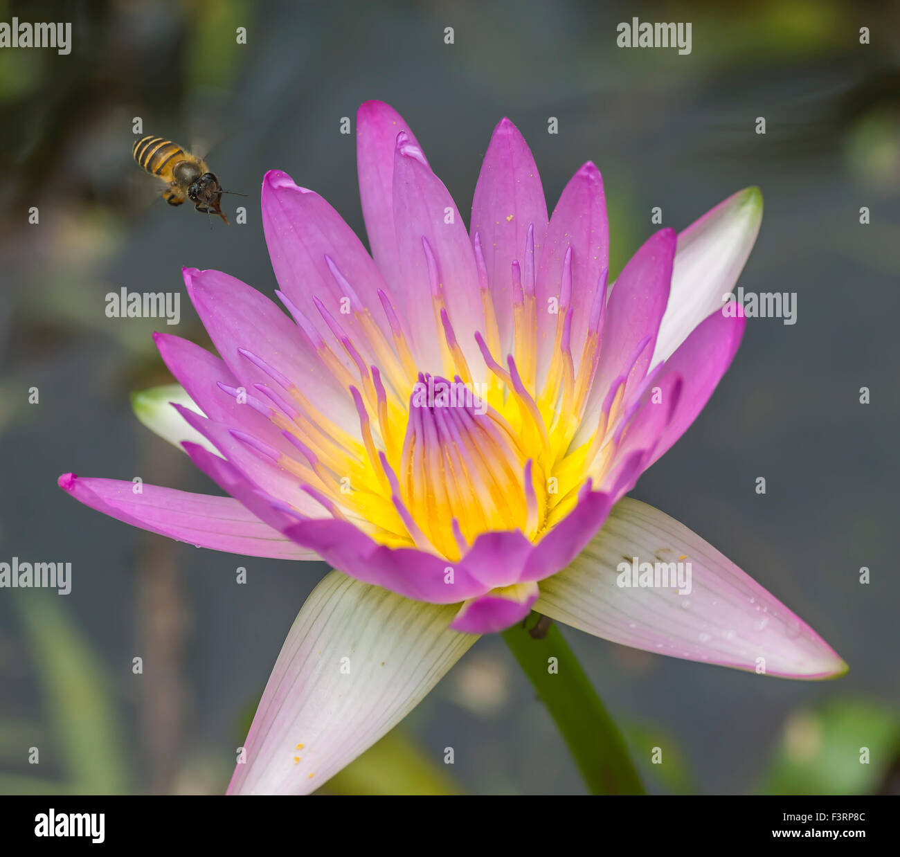 Water lily flower and bee macro with selective focused Stock Photo - Alamy