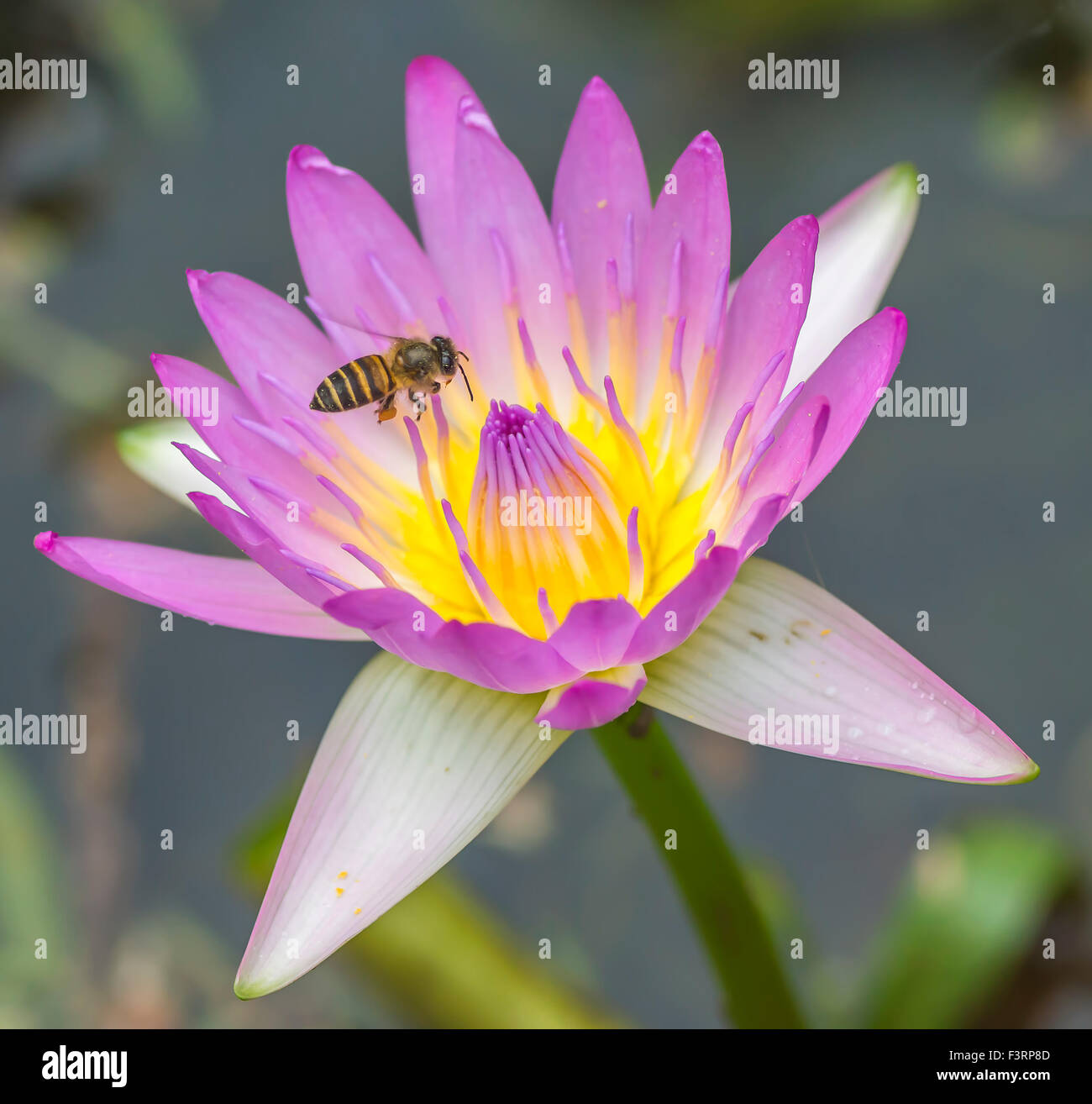Water lily flower and bee macro with selective focused Stock Photo - Alamy
