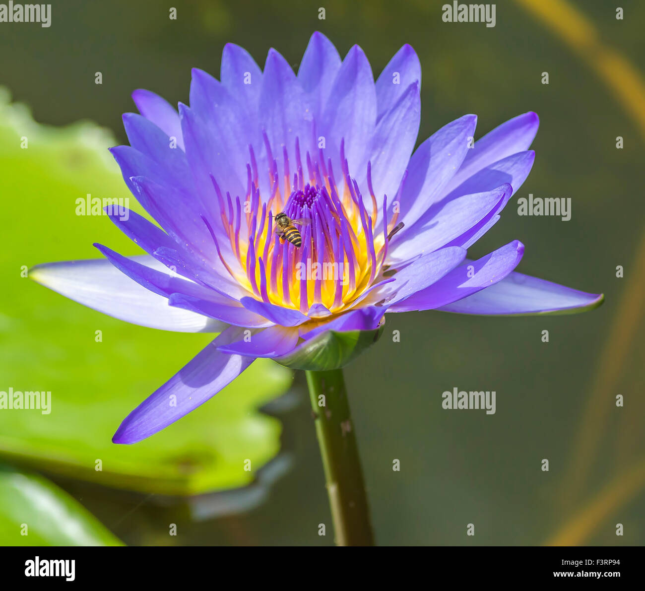 Water lily flower and bee macro with selective focused Stock Photo - Alamy