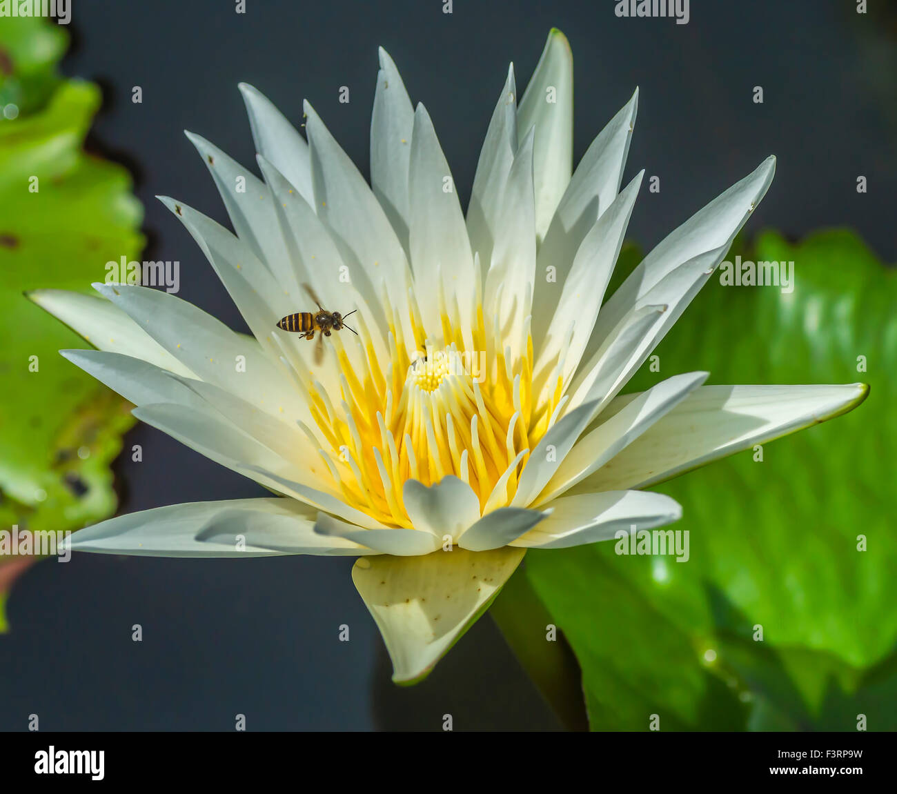 Water lily flower and bee macro with selective focused Stock Photo - Alamy