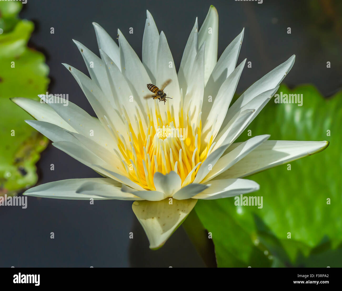 Water lily flower and bee macro with selective focused Stock Photo - Alamy