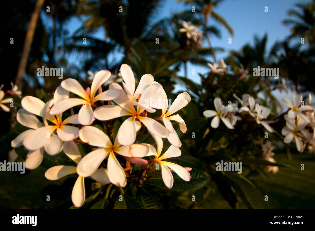 Plumería, the most famous flowers of Hawaii. Plumeria, common name Frangipani is a genus of flowering plants in the dogbane fami Stock Photo