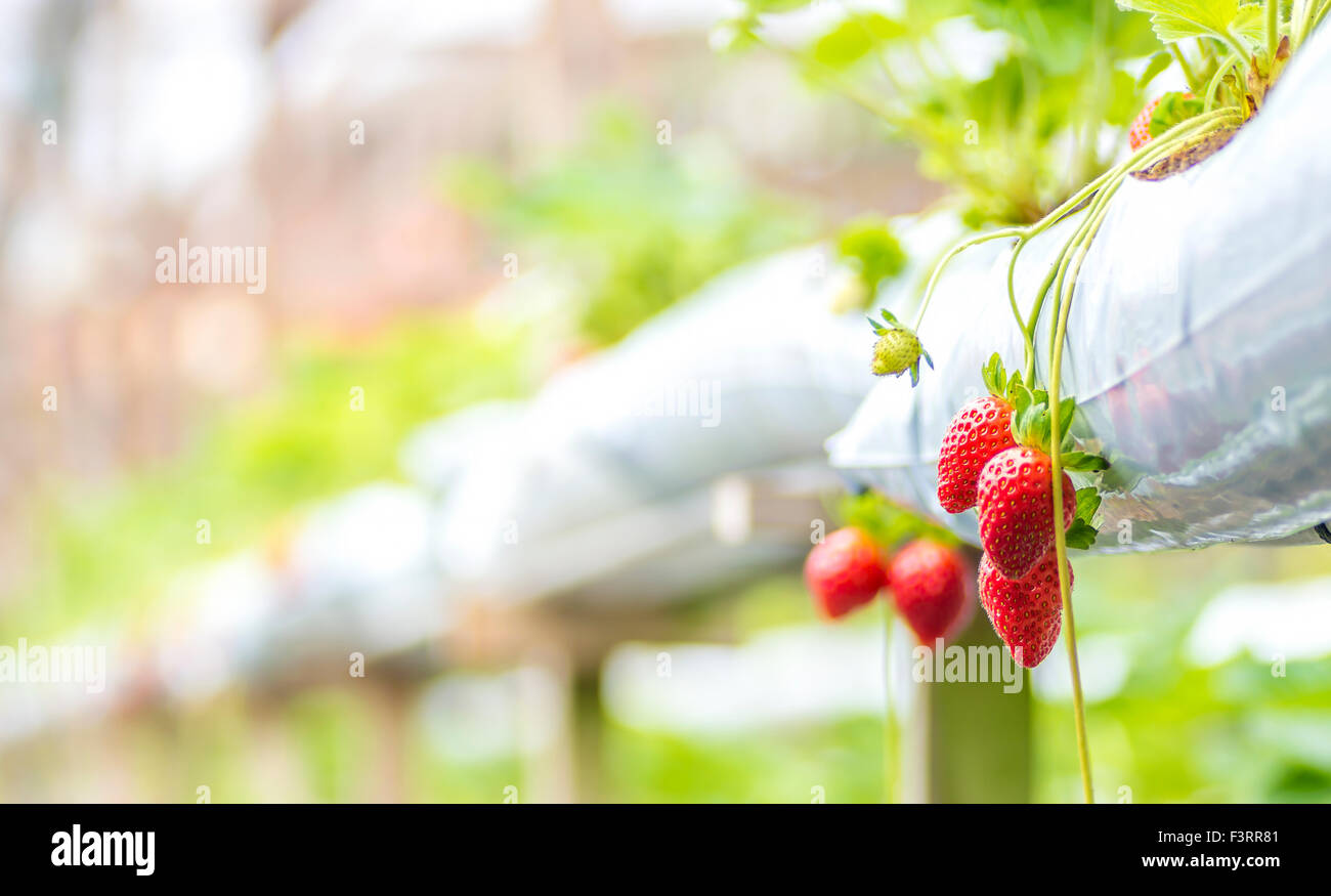 Surberry Strawberry at hydroponic farm Stock Photo - Alamy