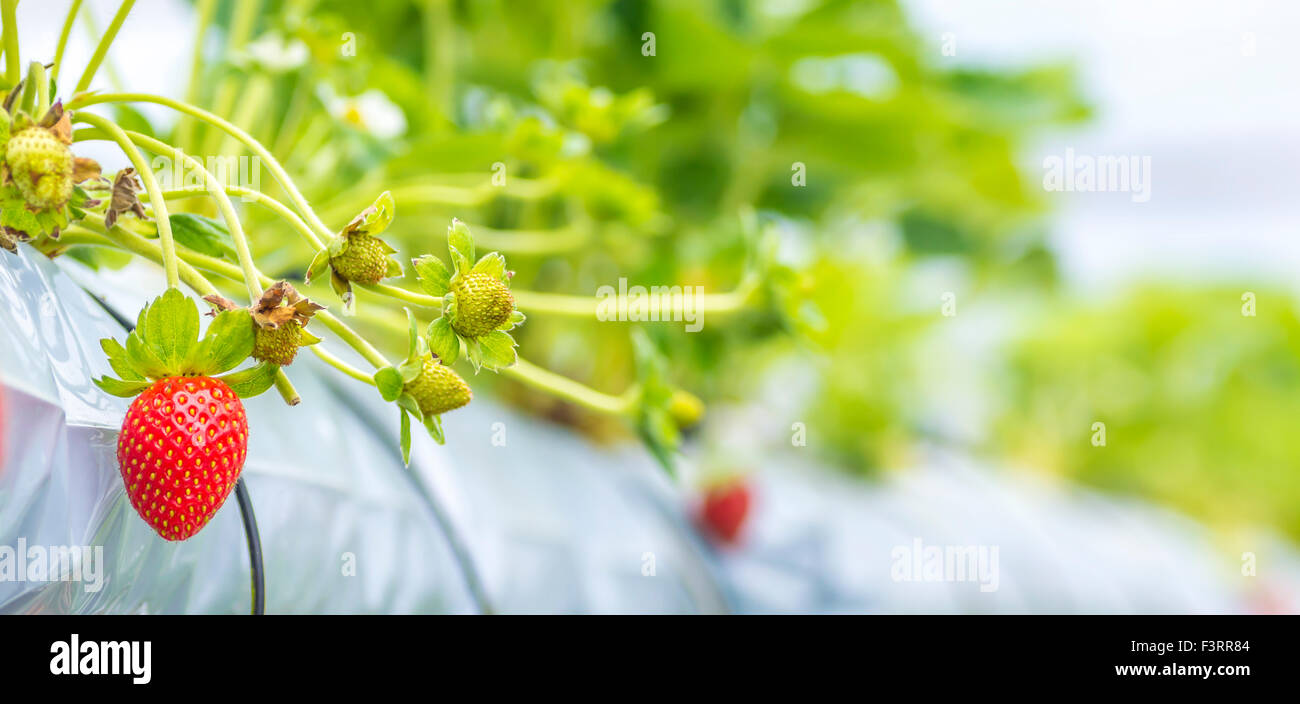 Surberry Strawberry at hydroponic farm Stock Photo - Alamy