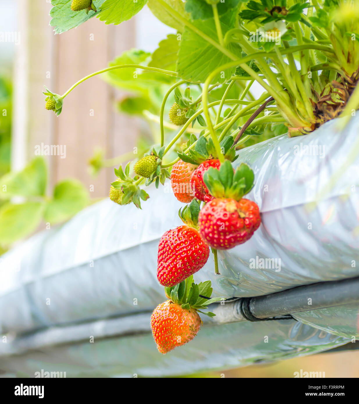 Surberry Strawberry at hydroponic farm Stock Photo - Alamy